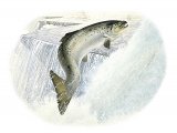 F165 - Salmon (Salmo salar)