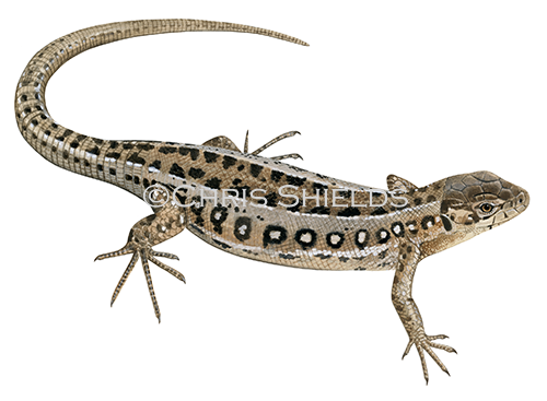 Sand Lizard female (Lacerta agilis) RA0032