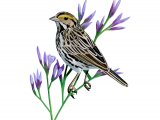 Savannah Sparrow (Passerculus sandwichensis) BD065
