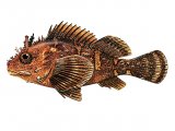 F176 - Scorpion Fish (Scorpaena porcus)