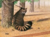Scottish Wildcat (Felis silvestris) M001