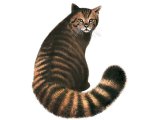 Scottish Wildcat (Felis silvestris) M002