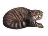 Scottish Wildcat (Felis silvestris) M003