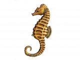 F167 - Seahorse (short-snouted) Hippocampus hippocampus