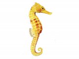 F169 - Seahorse (Hippocampus Reidi)