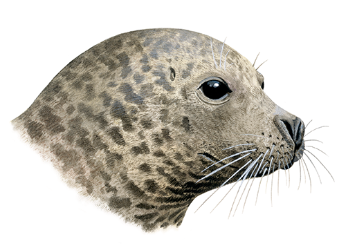 Seal (Common) Phoca vitulina M004