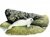 Seal (Grey) Halichoerus grypus M003
