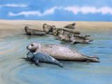 Seal (Common) Phoca vitulina M001