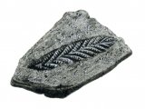 PF036 - Seapen Fossil (Charnia)