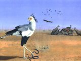 Secretary Bird (Sagittarius serpentarius) & vultures BD0553