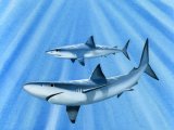 F185 - Blue shark (Prionace glauca)