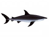 F181 - Shark (Mako) Isurus oxyrhynchus