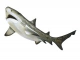 F183 - Shark (Tiger) Galeocerdo cuvier