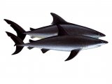 F182 - Sharks - Mako (bottom) Porteagle (top)