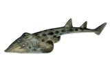 Shovelnose Guitarfish (Rhinobatos productus) - F001