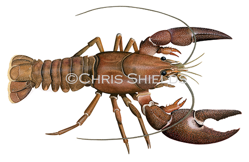 Signal Crayfish (Pacifastacus leniusculus) OFW0010.png