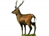 Sika Deer (Cervus nippon) M001