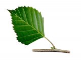 Silver Birch leaf (Betula pendula) BT065