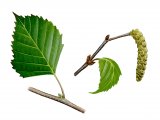 Silver Birch leaf & catkin (Betula pendula) BT064