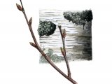 Silver Birch bark & twig (Betula pendula) BT068