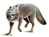 Fox (Silver) urocyon cinereoargenteus M001