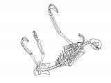 Sloth Skeleton (Pale-throated Three-toed) Bradypus tridactylus M002