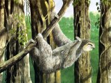 Sloth (Pale-throated Three-toed) Bradypus tridactylus M001