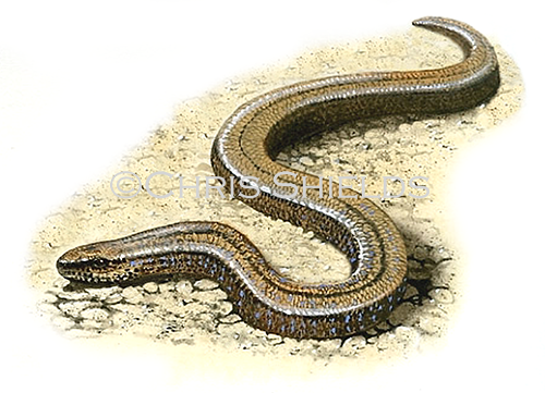 Slow Worm (Anguis fragilis) R0010