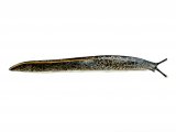 Slug (Budapest) Tandonia budapestensis OS001