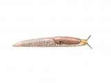 Slug (Common Grey Field) Deroceras reticulatum OS001