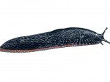 Slug (Large Black) Arion ater) OS003