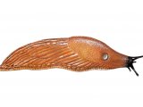 Slug (Large Black-orange form) Arion ater OS001 
