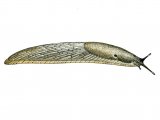 Slug (Lusitanian) Arion lusitanicus OS001