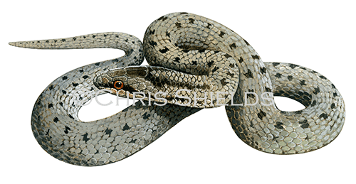 Smooth Snake (Coronella austriaca) RS231