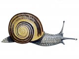 Snail (Brown-lipped) Cepaea nemoralis OS001
