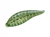 Snail Leech (Glossiphonia complanata) OS006