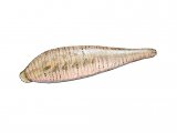 Snail Leech (Glossiphonia heteroclita) OS007