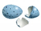 Song Thrush hatched egg (Turdus philomelos) BD0234