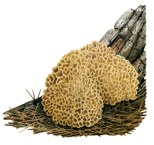 Sparassis crispa (Wood Cauliflower) FU0235
