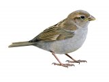 Sparrow (House) juvenile (Passer domesticus) BD004