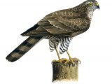 Sparrowhawk female (Accipiter nisus) BD0554
