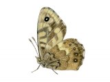 Speckled Wood (Pararge aegeria) IN002