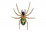 Large Lace-web Spider (Amaurobius similis) OS002