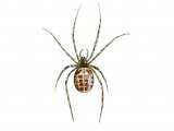 Spider (Metellina segmentata) OS001