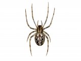 Spider (Neoscona adianta) OS001