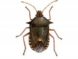 Spiked Shieldbug (Picromerus bidens) IN001