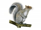 Squirrel (Grey) Sciurus carolinensis M001 