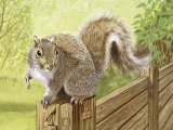 Squirrel (Grey) Sciurus carolinensis M003
