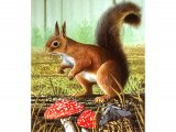 Squirrel (Red) Sciurus vulgaris M001