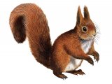 Squirrel (Red) Sciurus vulgaris M005